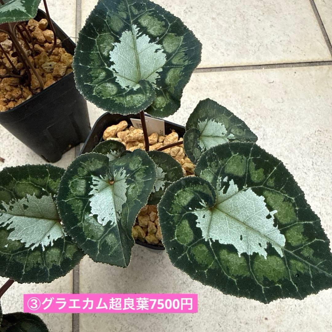 Room335様確認専用！！原種シクラメン