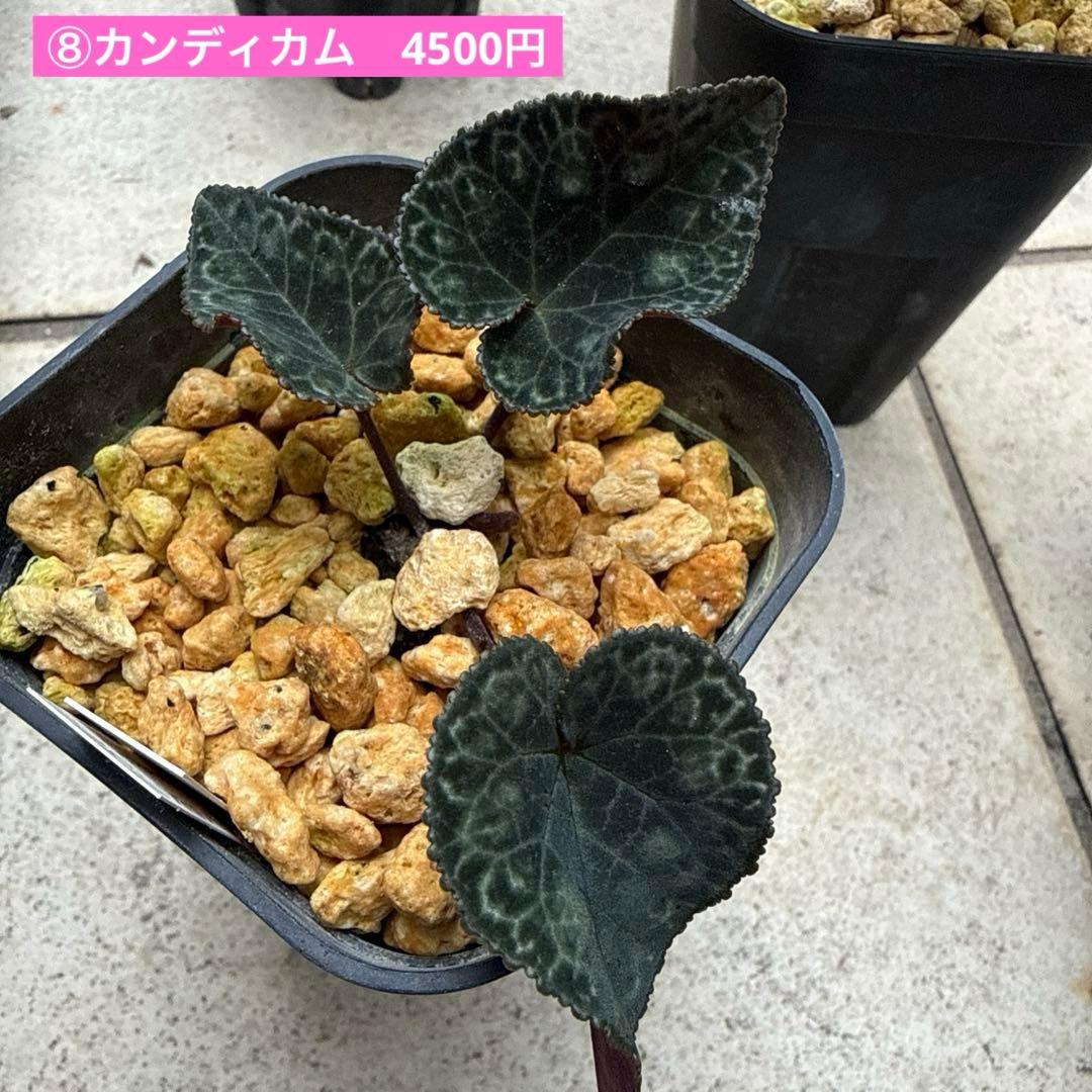 Room335様確認専用！！原種シクラメン