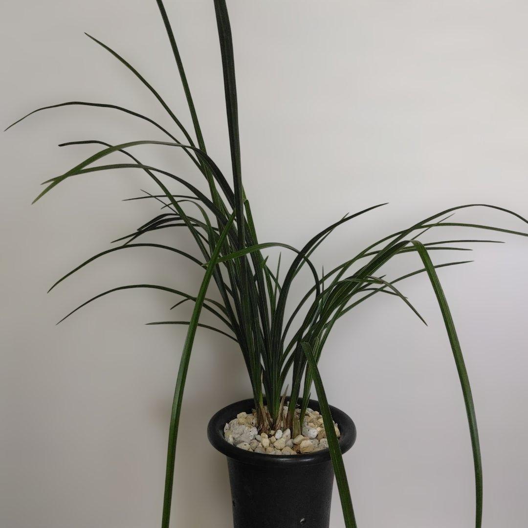 中国春蘭　一茎九花　〔解佩梅〕花芽2