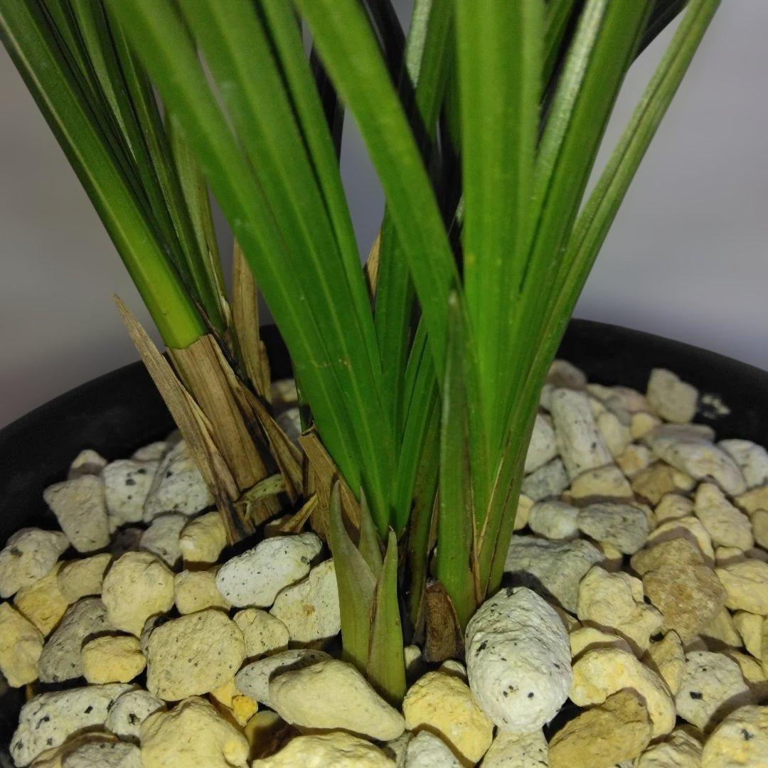 中国春蘭　一茎九花　〔解佩梅〕花芽2