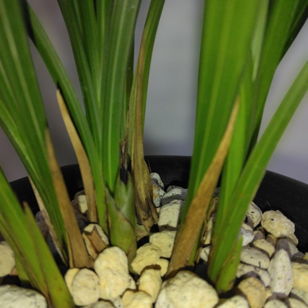 中国春蘭　一茎九花　〔解佩梅〕花芽2