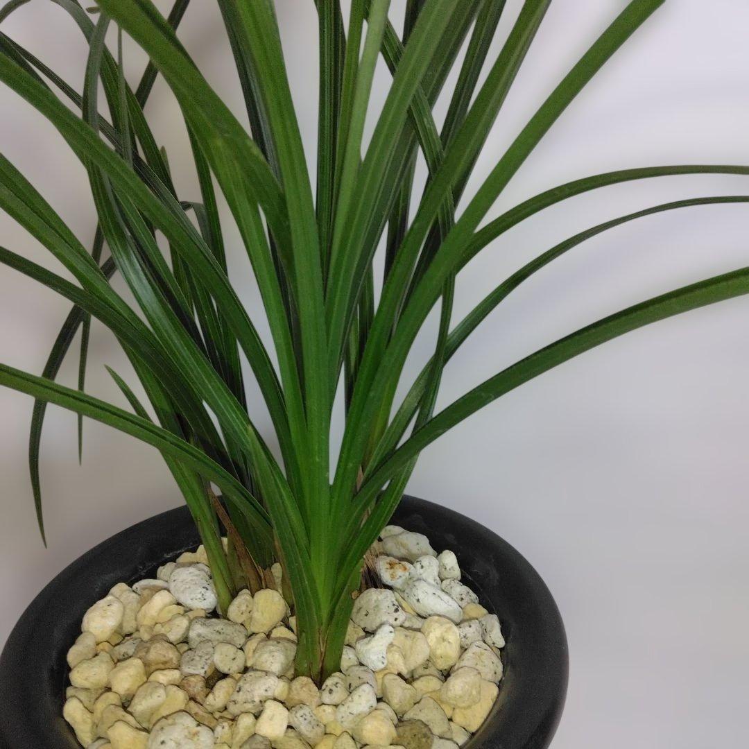 中国春蘭　一茎九花　〔解佩梅〕花芽2