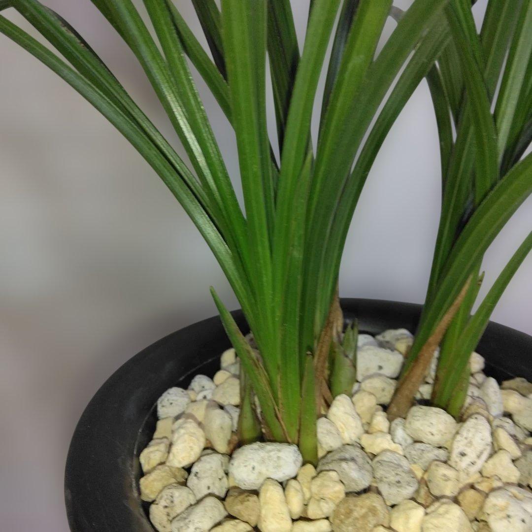 中国春蘭　一茎九花　〔解佩梅〕花芽2