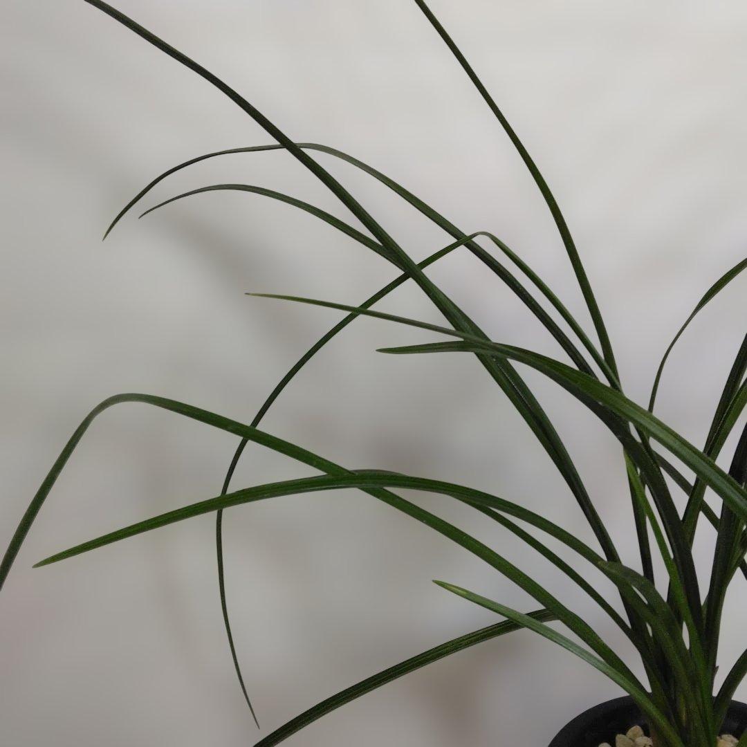 中国春蘭　一茎九花　〔解佩梅〕花芽2