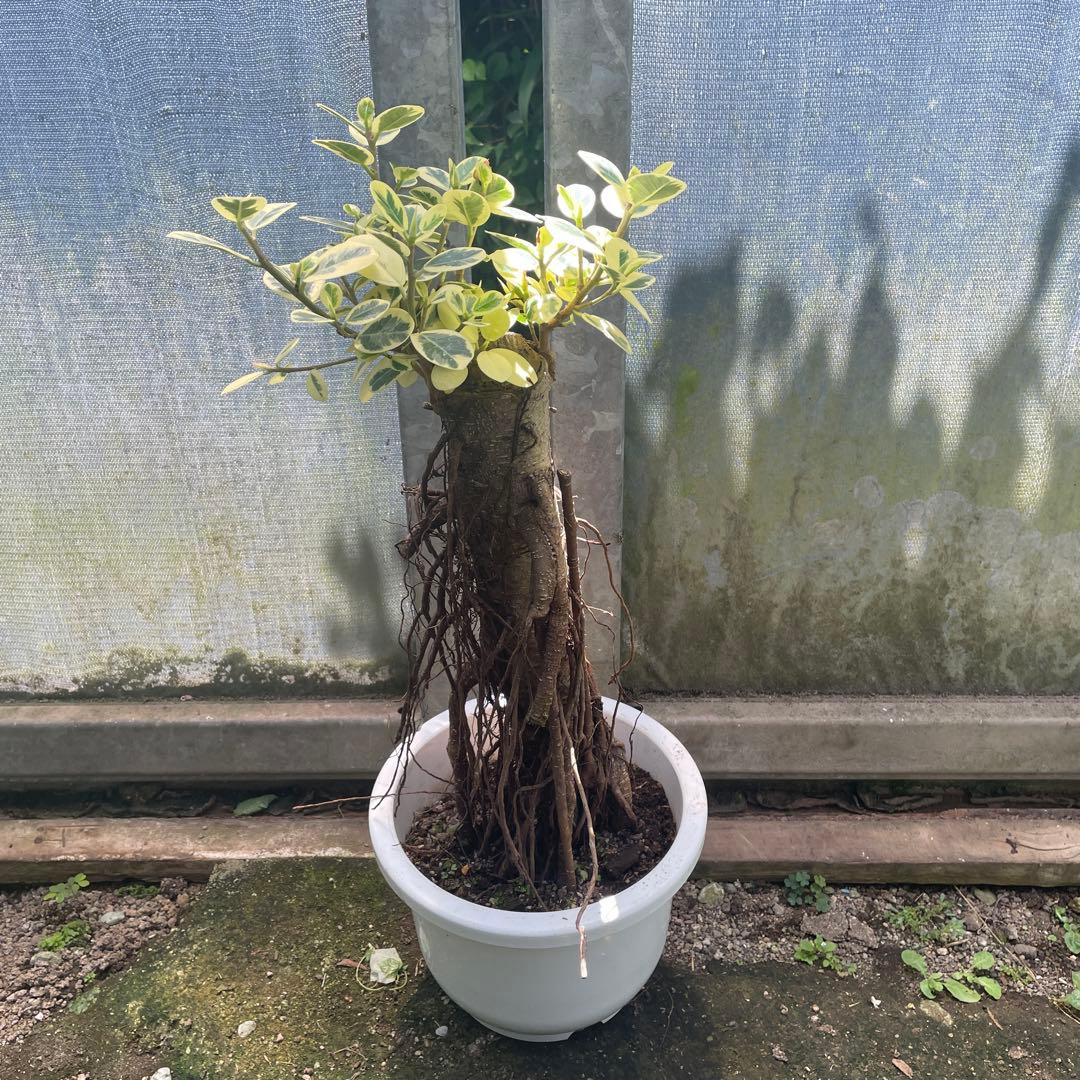 パンダガジュマル　斑入り　８号　リン鉢