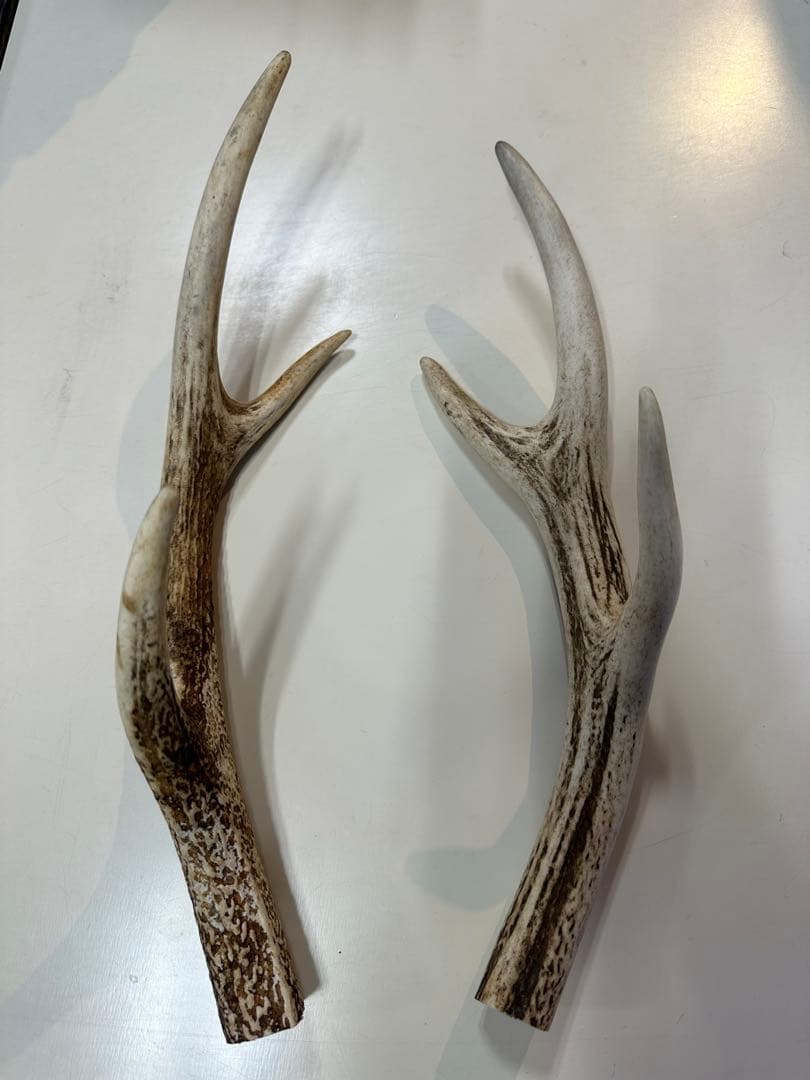 蝦夷鹿　2本