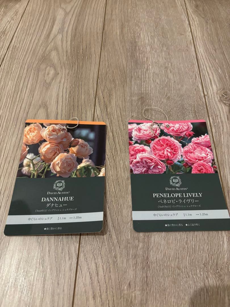 イングリッシュローズ 大苗