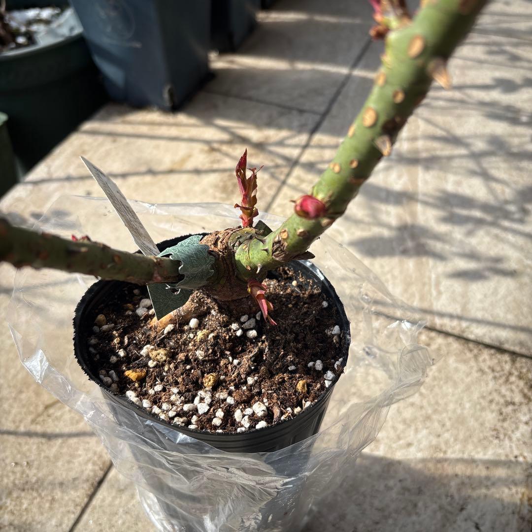 イングリッシュローズ 大苗