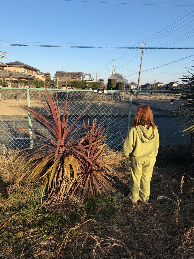 中型 赤ドラセナ 緑ドラセナ3本セット