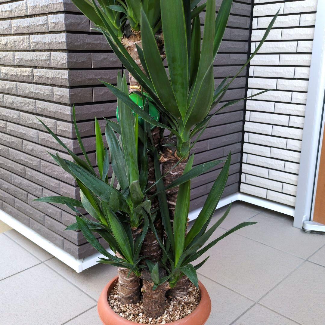 観葉植物　ユッカ　エレファンティペス 青年の木　４本植え　８号鉢