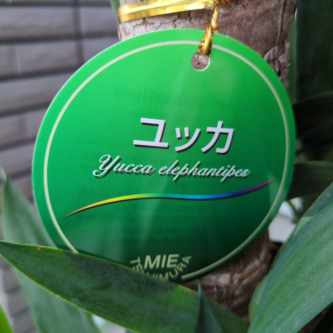観葉植物　ユッカ　エレファンティペス 青年の木　４本植え　８号鉢