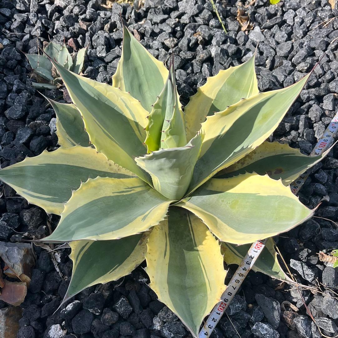 アガベ　オバティフォリア　オルカ　50cm ドライガーデン 地植え　ユッカ