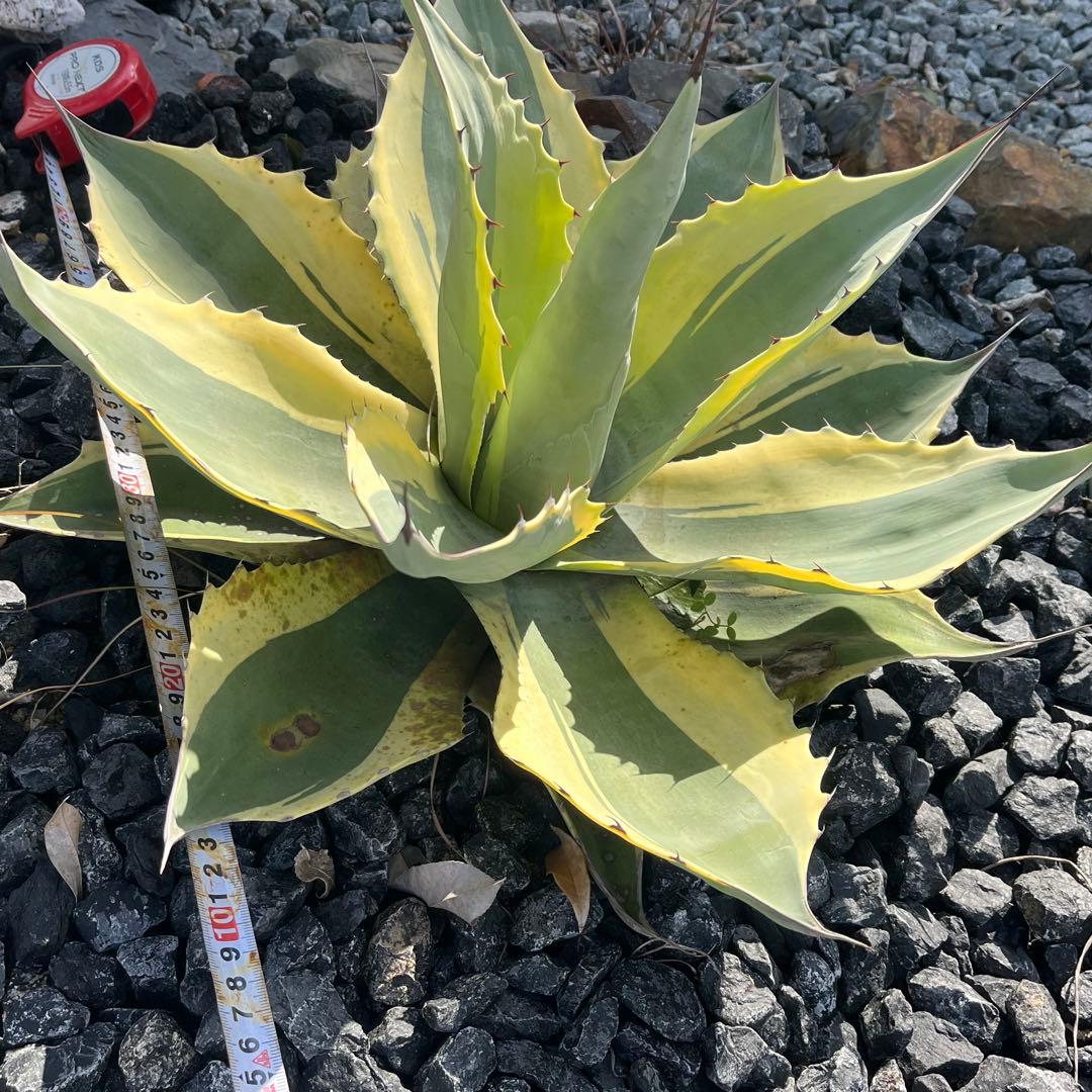 アガベ　オバティフォリア　オルカ　50cm ドライガーデン 地植え　ユッカ