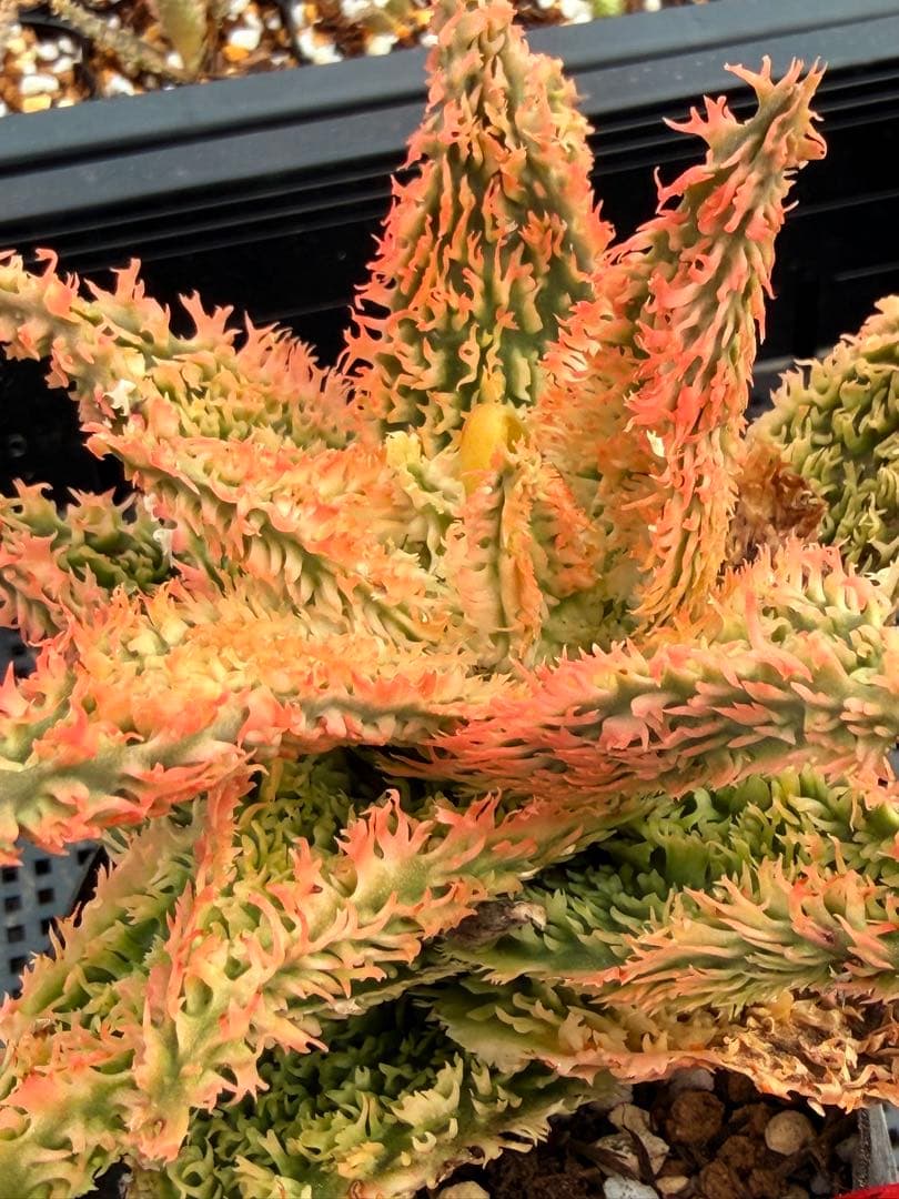 アロエ　ハイブリッド　　Aloe hyb子株　第四種　DeBe