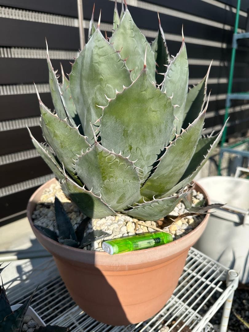 大型アガベ パラサナ