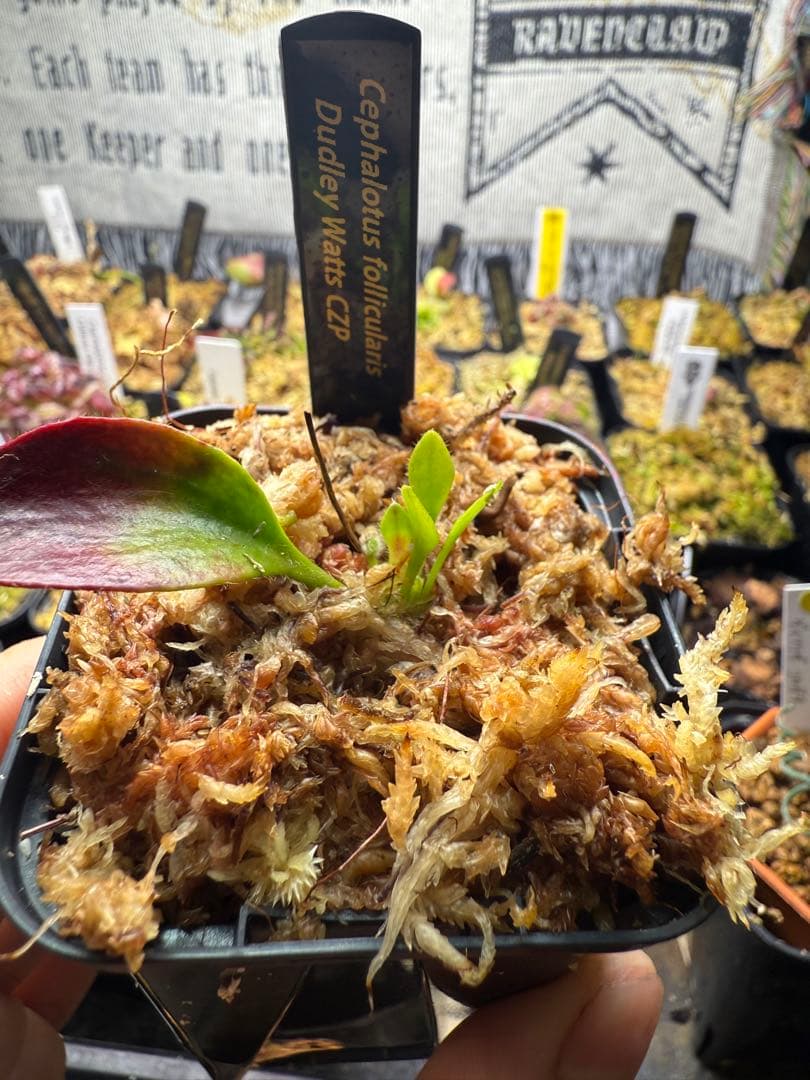 その他観葉植物 Cephalotus follicularis Dudley Watts CZP