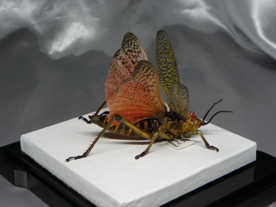 マダガスカルのドクバッタ　立体標本