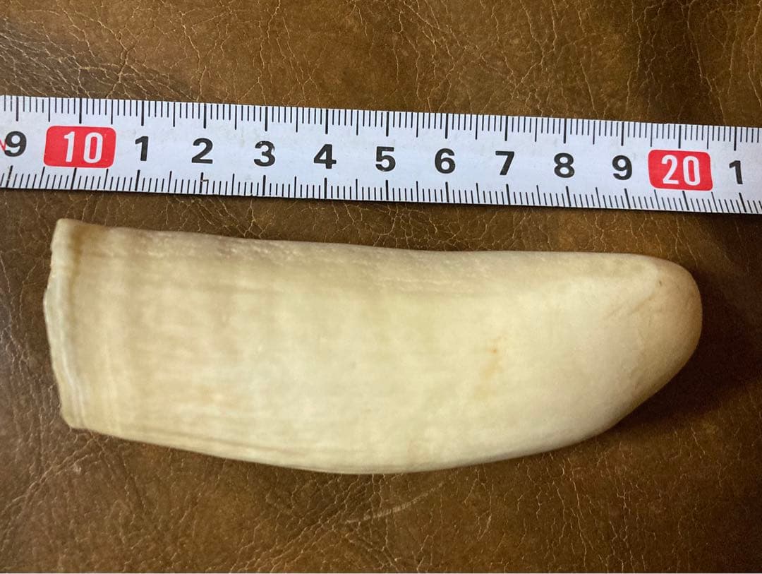 鯨歯 約9.5cm 約86.3g マッコウ鯨牙　抹香鯨