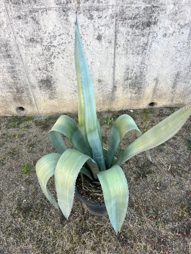 大型　アオノリュウゼツラン　アガベ 青の竜舌蘭　カリフォルニア　ドライガーデン