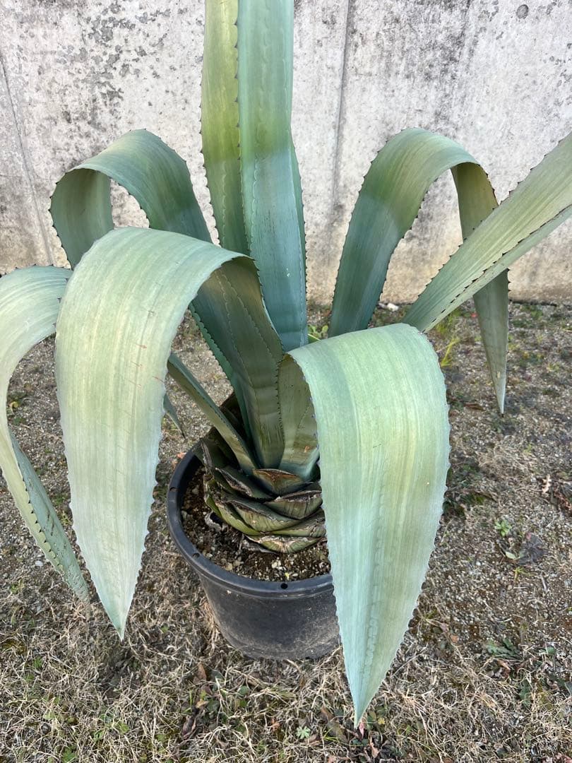 大型　アオノリュウゼツラン　アガベ 青の竜舌蘭　カリフォルニア　ドライガーデン