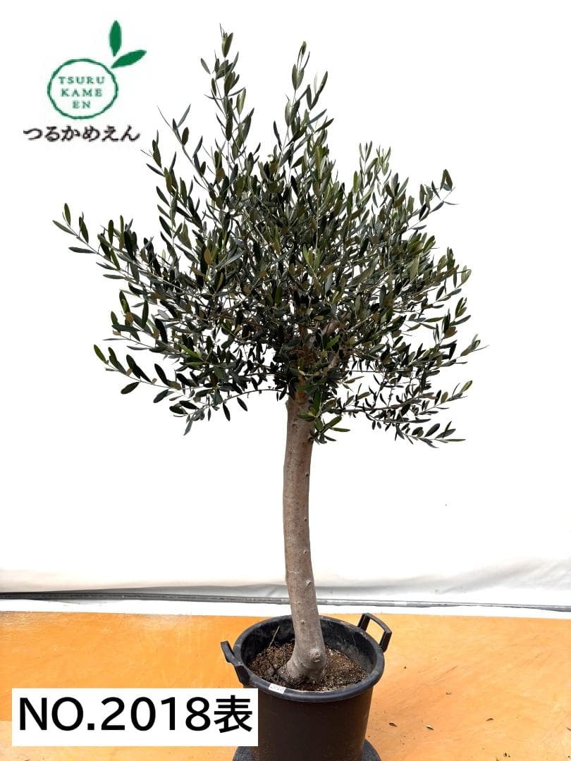オリーブの木　ルッカ　約170cm　NO.2018　大型　人気品種　現品掲載