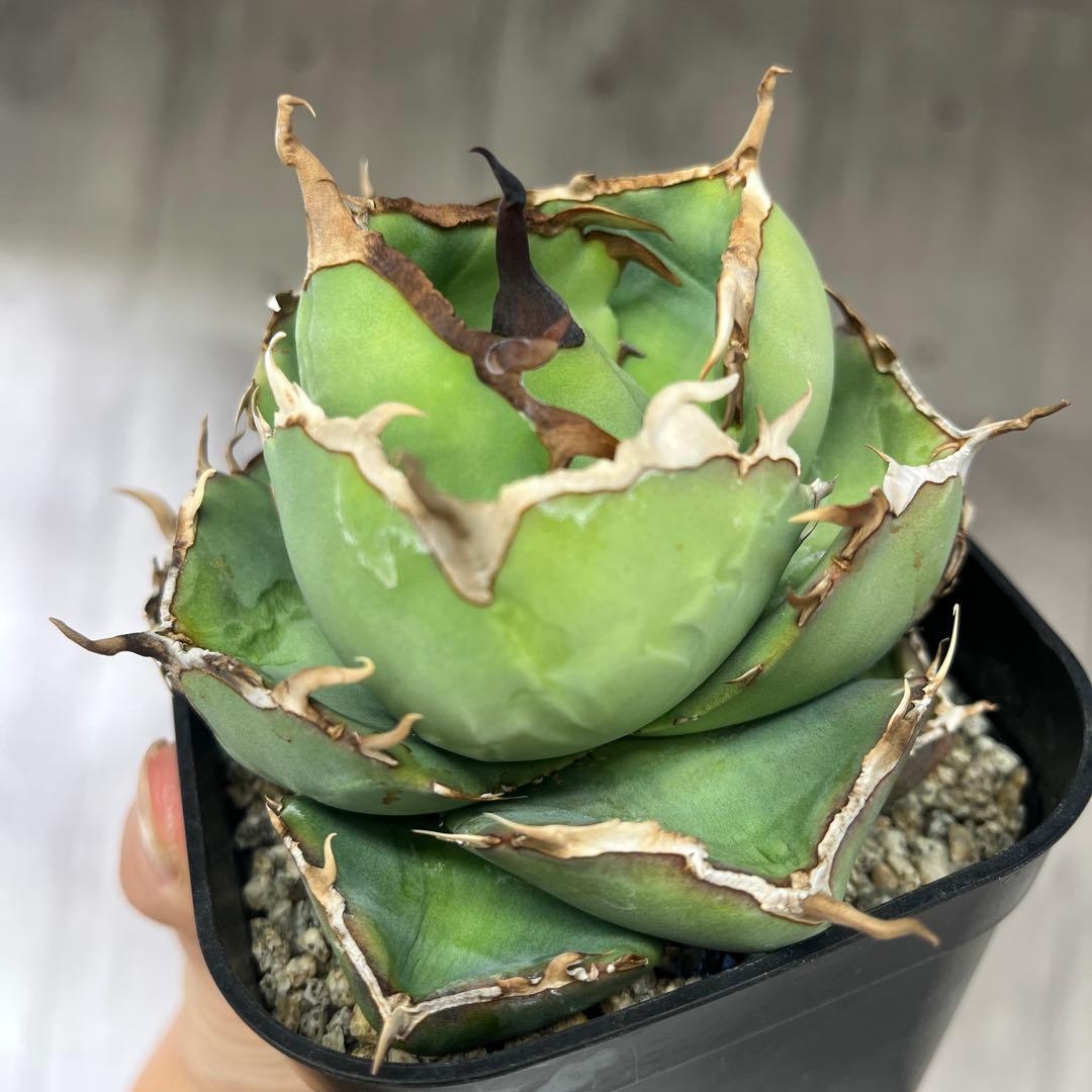 アガベ ジャガーノートコレクション株抜き苗発送