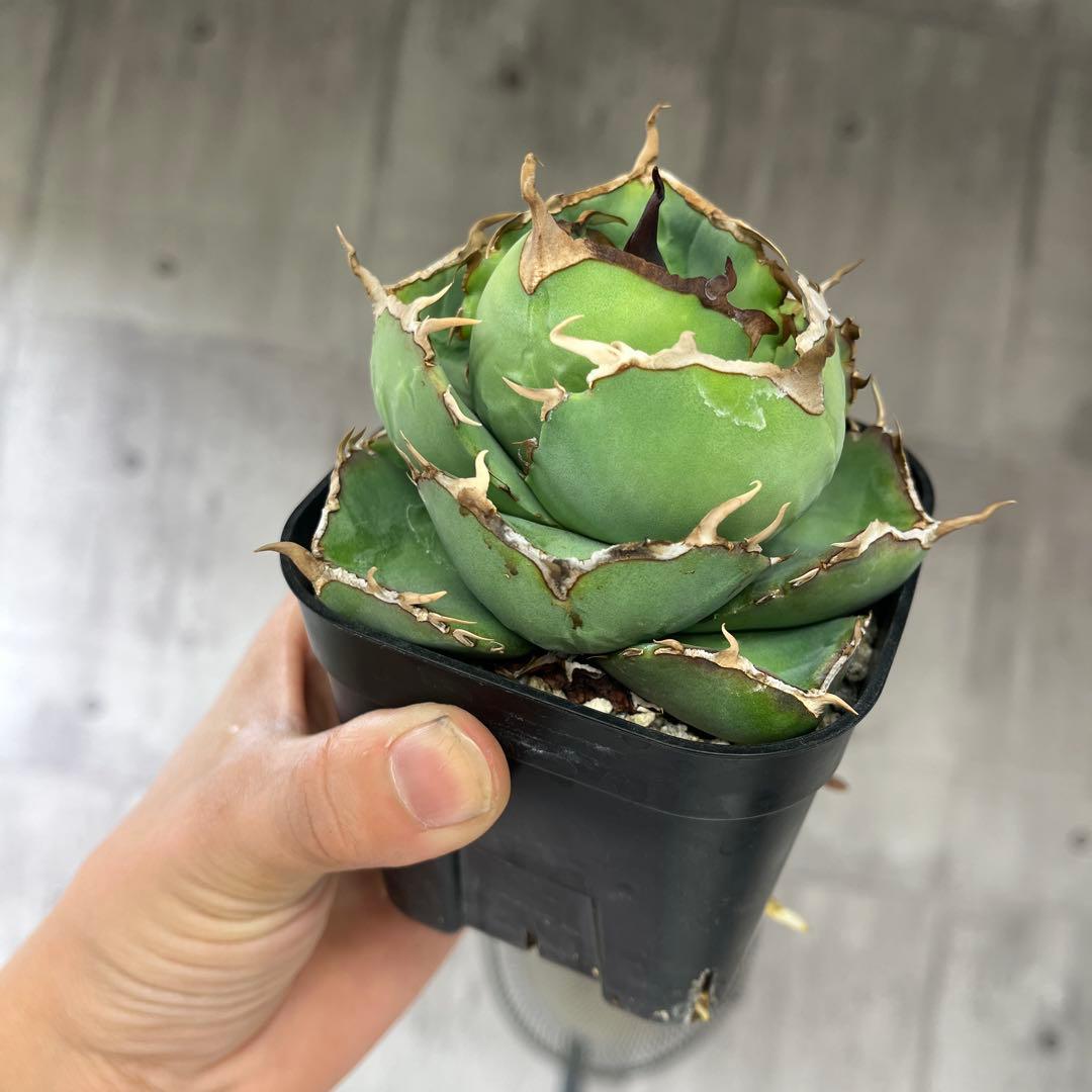 アガベ ジャガーノートコレクション株抜き苗発送