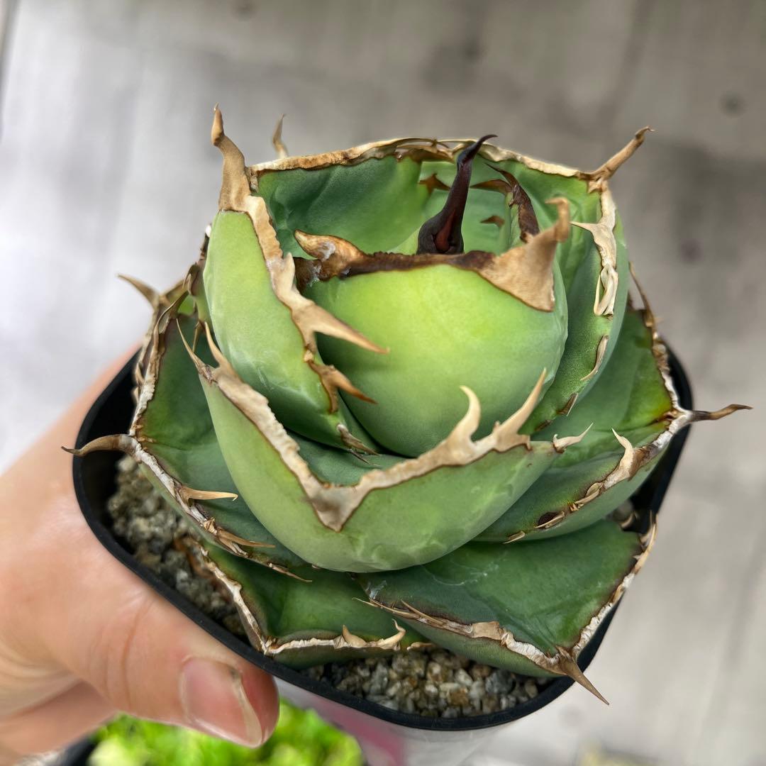 アガベ ジャガーノートコレクション株抜き苗発送