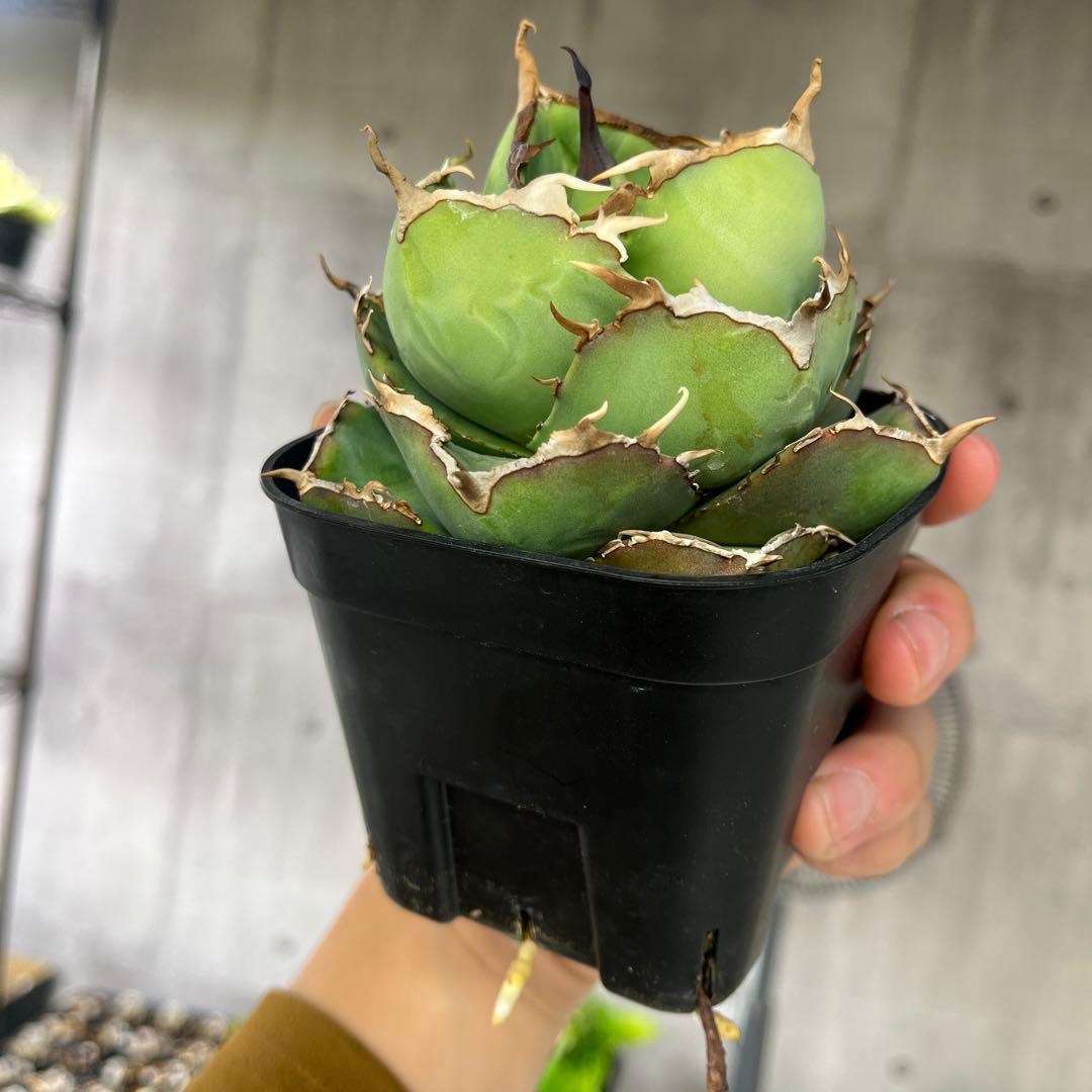 アガベ ジャガーノートコレクション株抜き苗発送