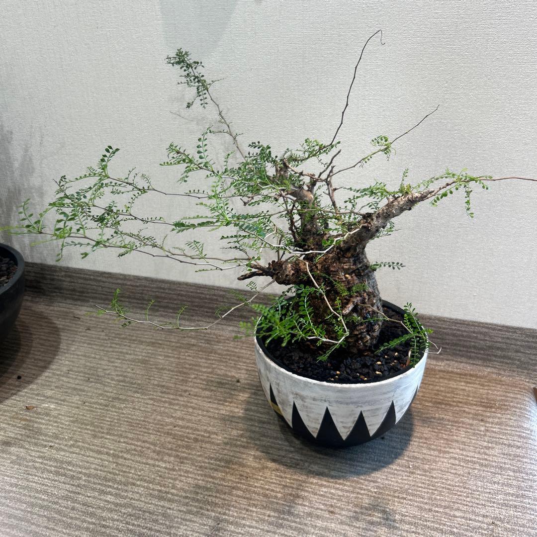 む*ぎ様 塊根植物 パキプス