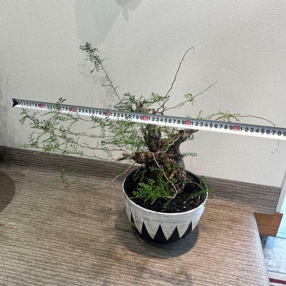 む*ぎ様 塊根植物 パキプス