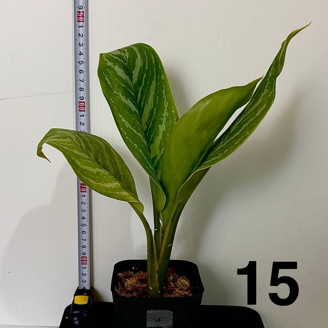 アグラオネマ ニティドゥム カーティシー 観葉植物 LEON レオン 15