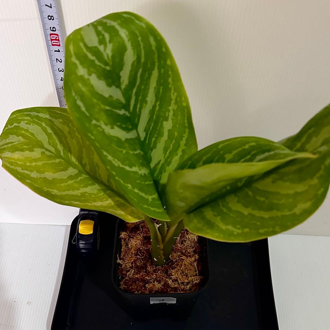 アグラオネマ ニティドゥム カーティシー 観葉植物 LEON レオン 15