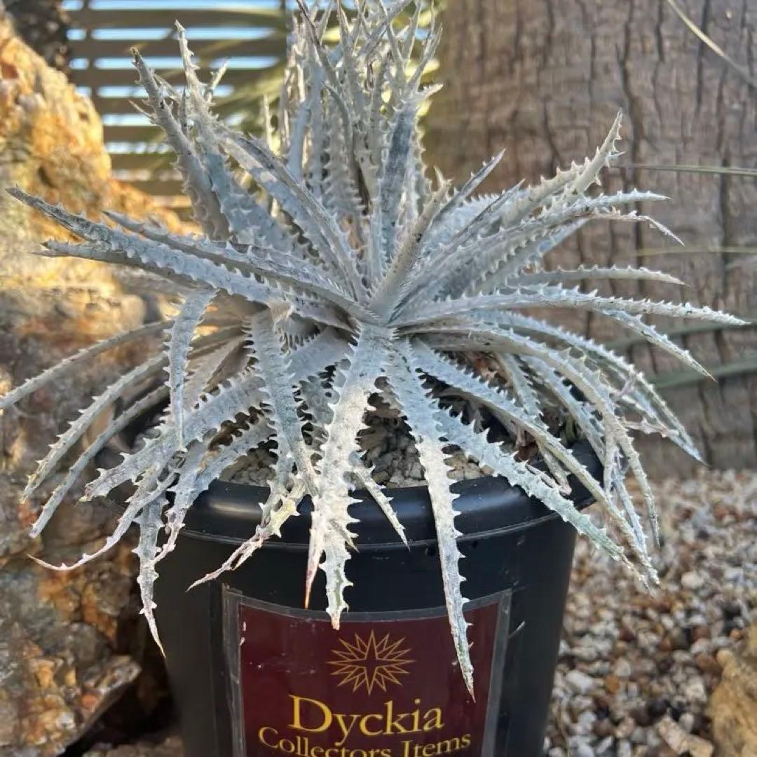 ディッキア　シルバークウィーン　アリゾナ4頭