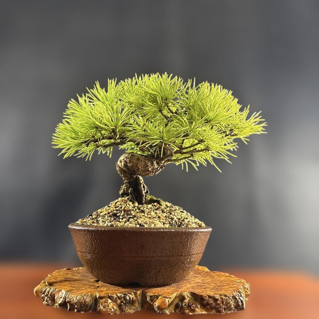 小品盆栽、赤石五葉松、半懸崖作り 目立った傷汚れなし　専用