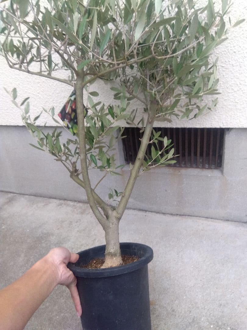 オリーブ　創樹　souju　ミッション　7号鉢つき 幹太❗　④