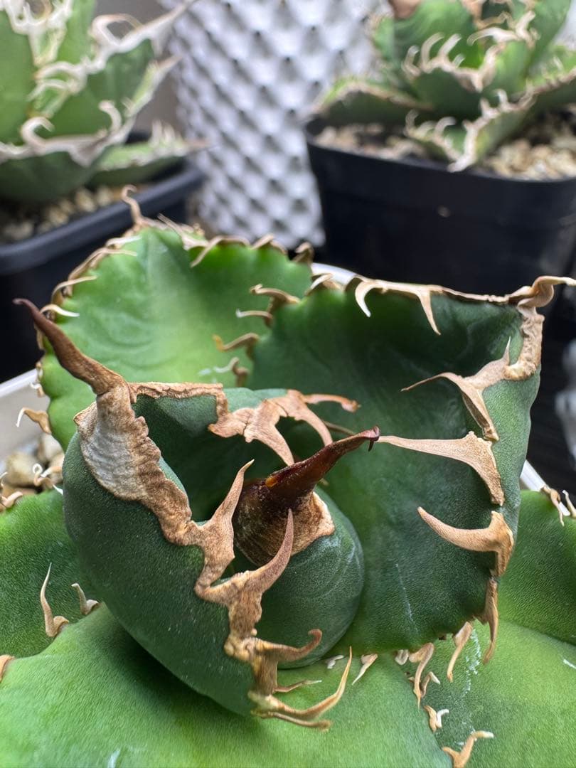 アガベ　【悪魔くんOC】中株　子株付き　検）シチリア　オテロイ　スーパーチタノタ