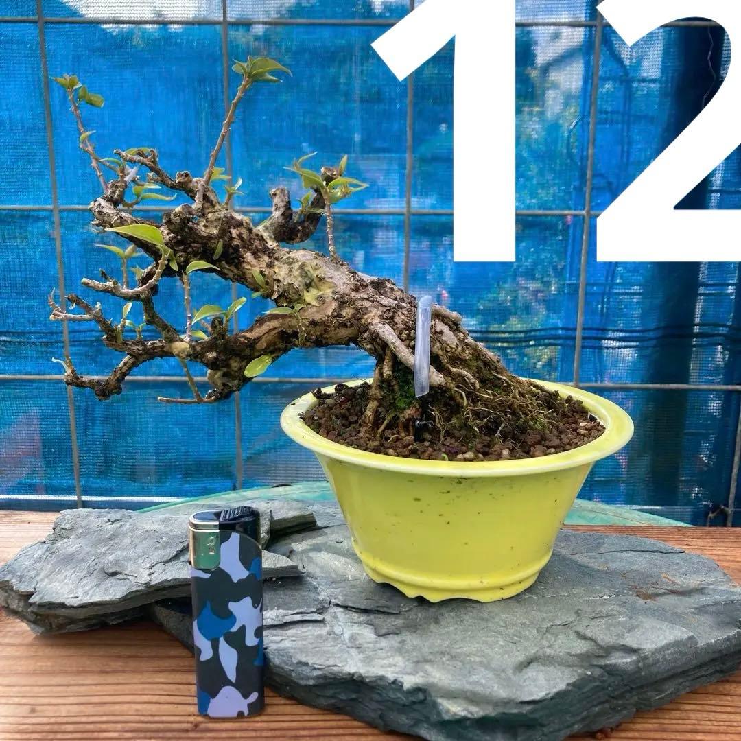 中型盆栽 曲がった幹 ブーゲンビィリア