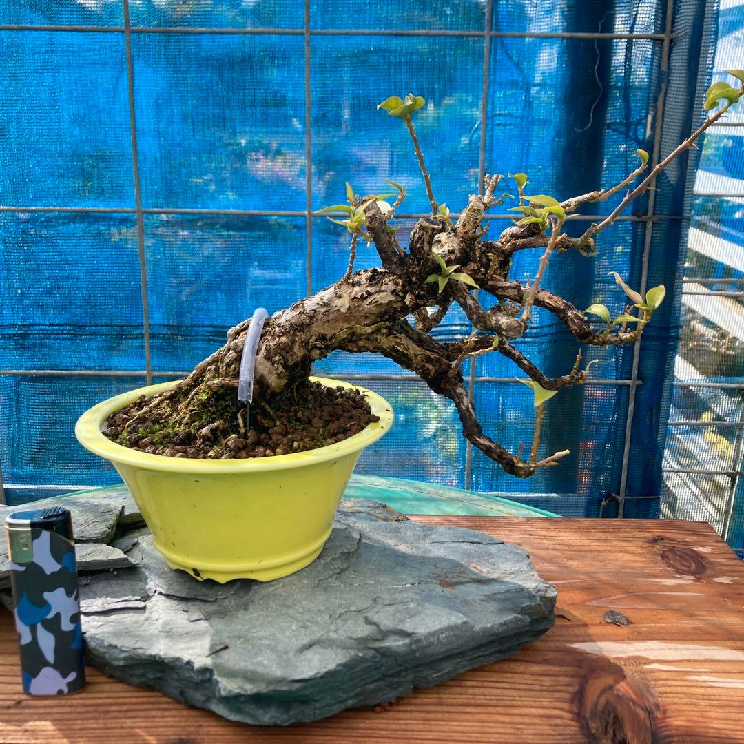 中型盆栽 曲がった幹 ブーゲンビィリア