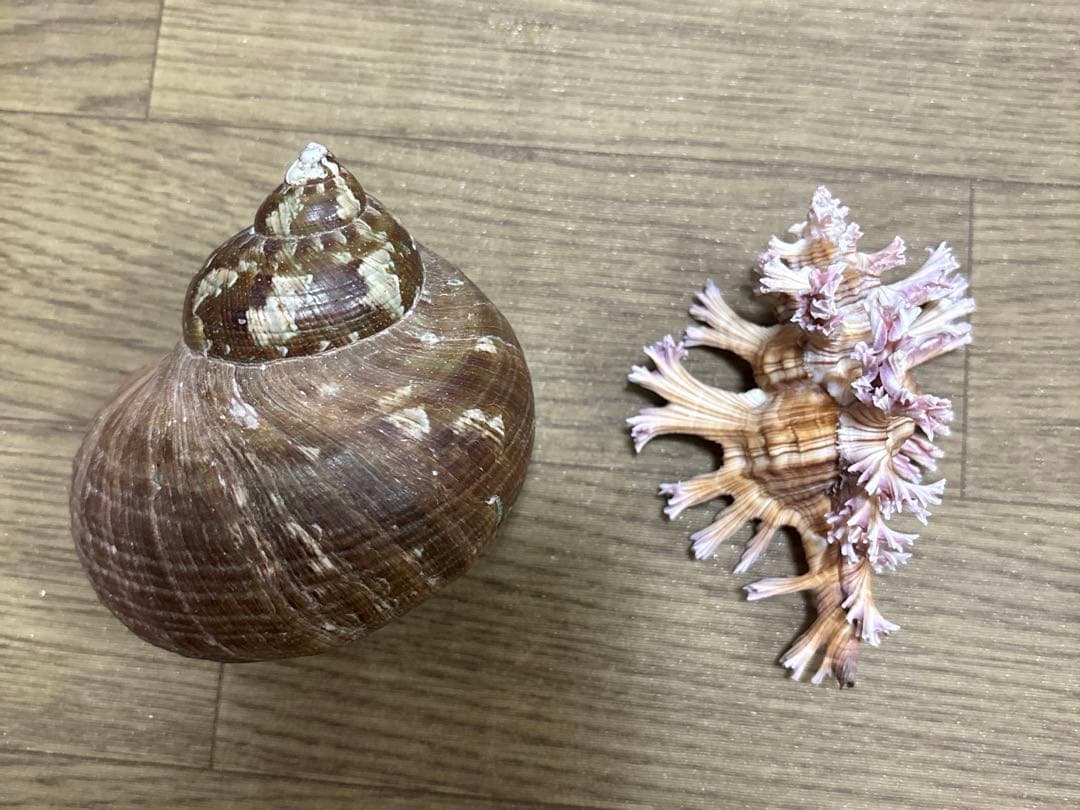 Meyo 7175　　貝殻10点