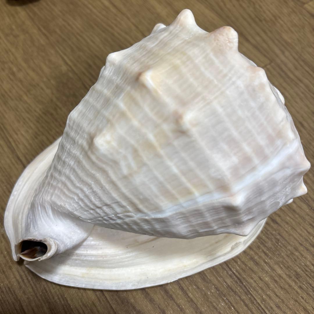 Meyo 7175　　貝殻10点