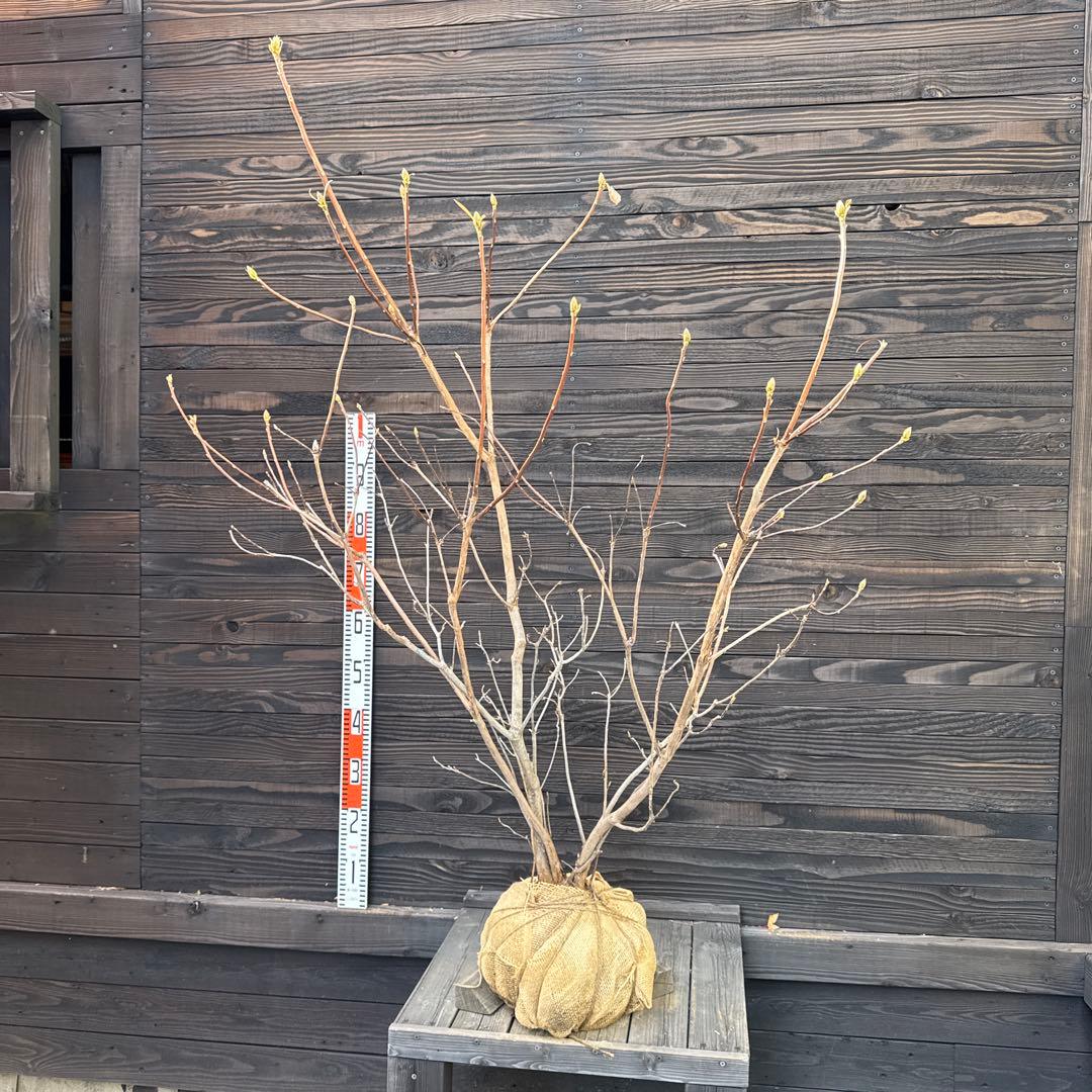 シナノツツジ/信濃ツツジ/銀河【現品発送】管理70810