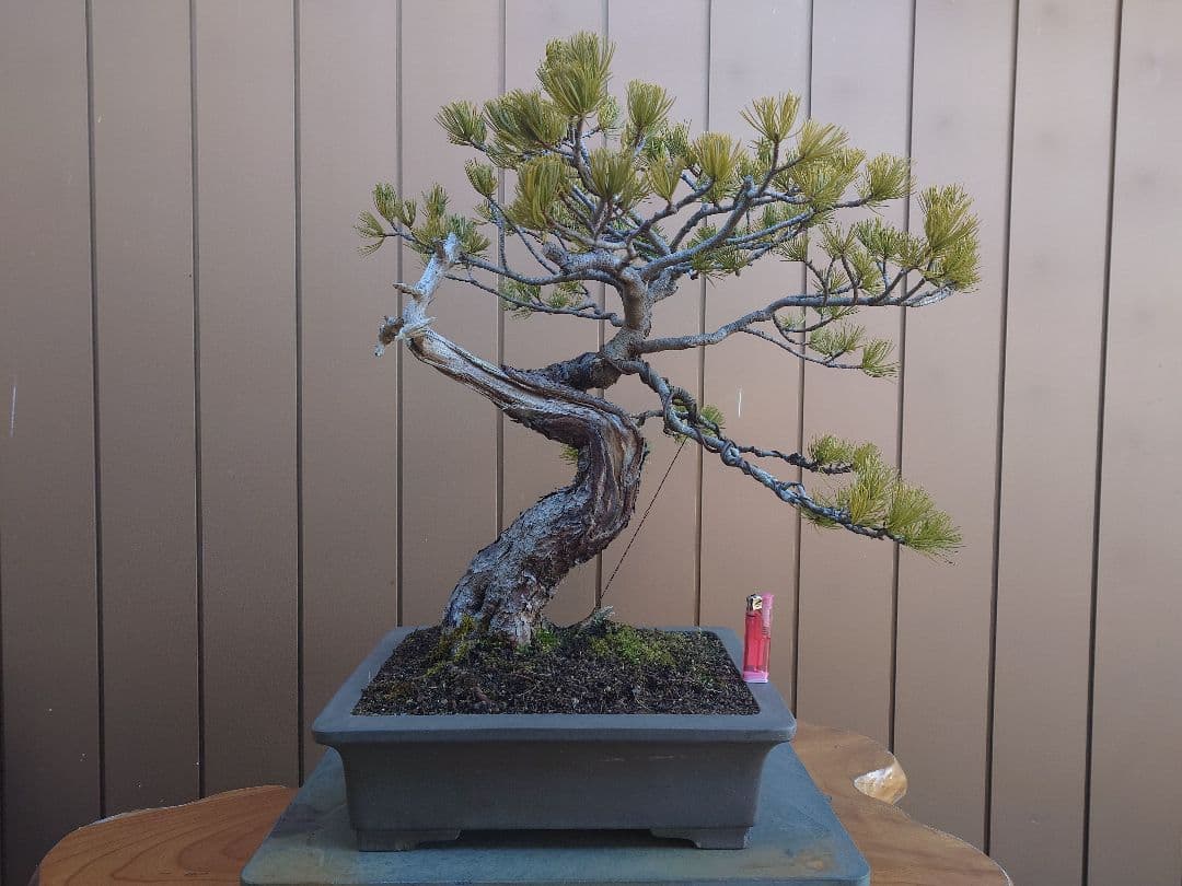 盆栽　五葉松　樹高55cm