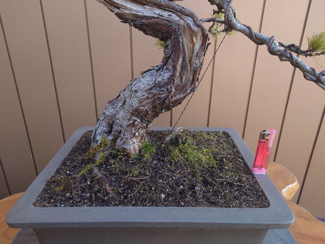 盆栽　五葉松　樹高55cm