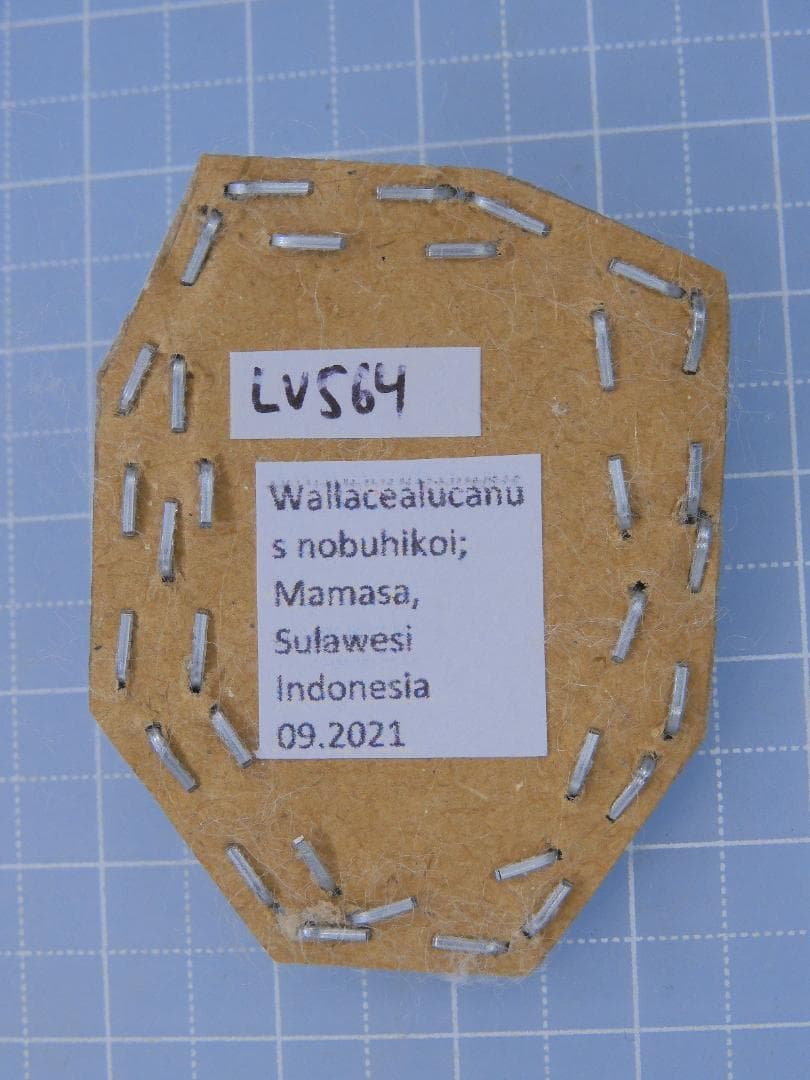 標本 Odontolabis nobuhikoi rare 24mm