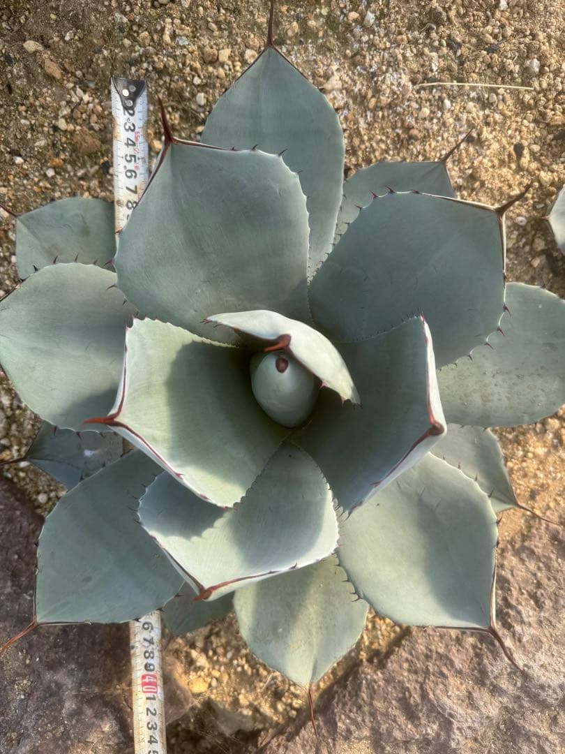 Agave parryi var. truncata （フレキシスピナ）213
