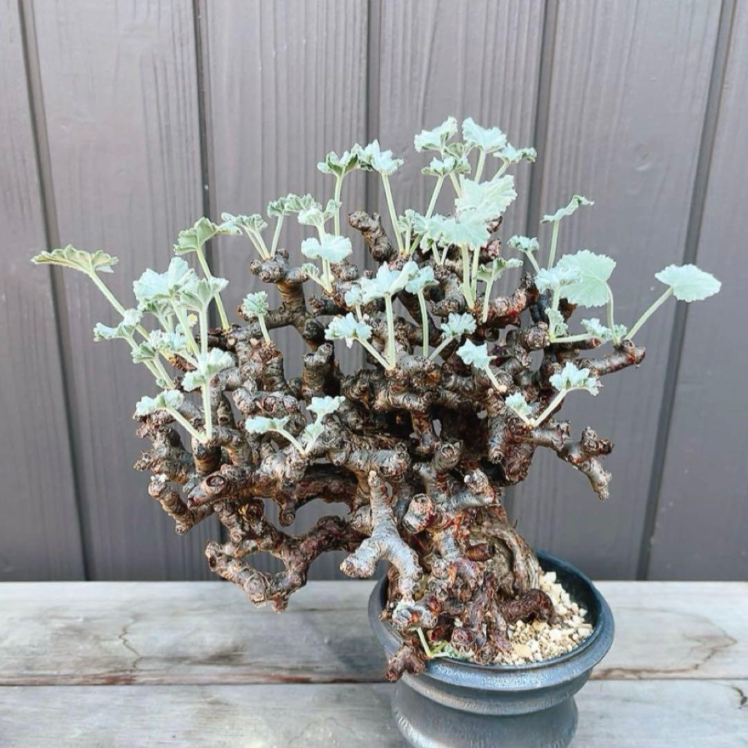 《期間限定販売❗️》『ペラルゴニウム　ミラビレ』　極美大株　現地球　発根済