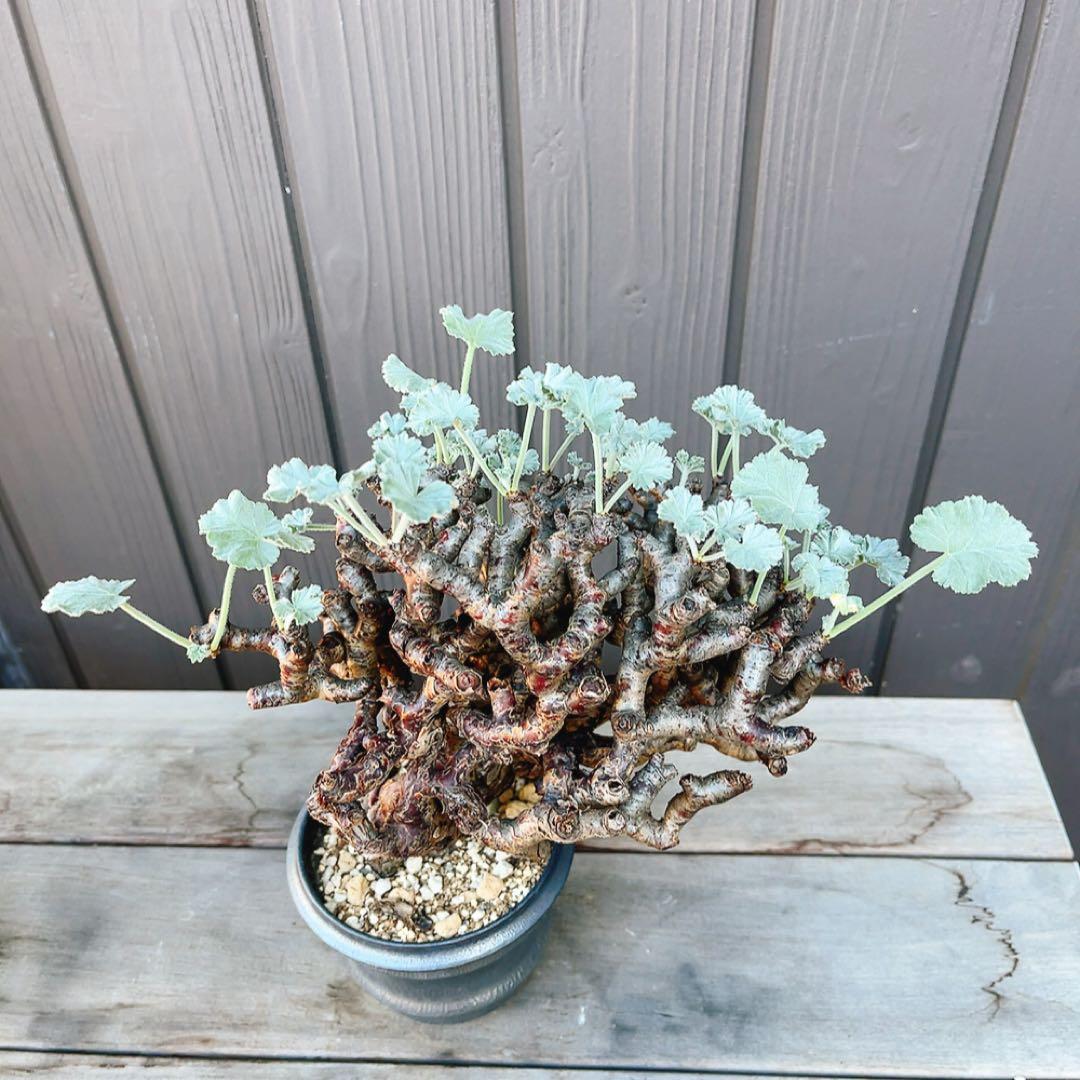 《期間限定販売❗️》『ペラルゴニウム　ミラビレ』　極美大株　現地球　発根済