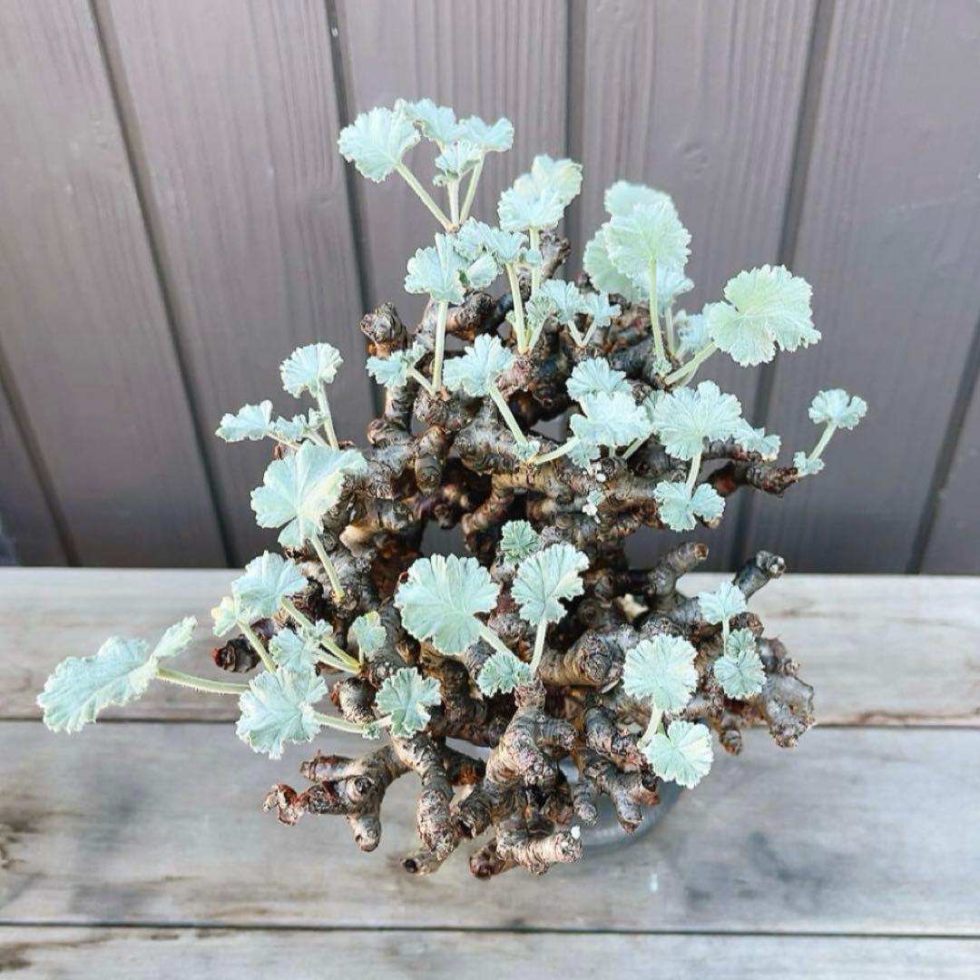 《期間限定販売❗️》『ペラルゴニウム　ミラビレ』　極美大株　現地球　発根済