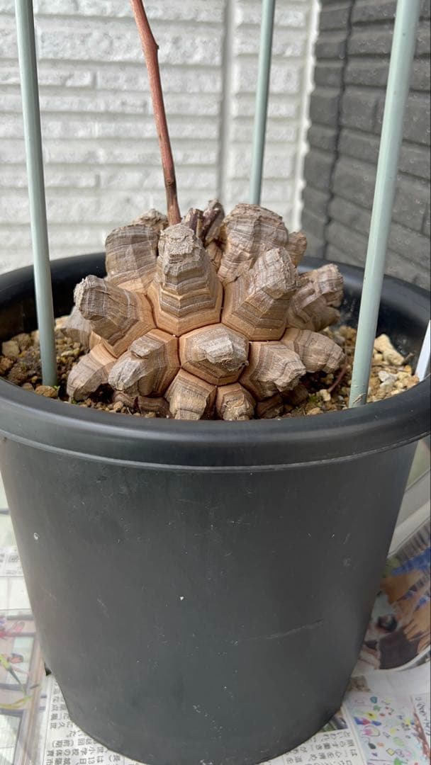 特大size 【亀甲竜】 1点もの 鉢のまま発送します